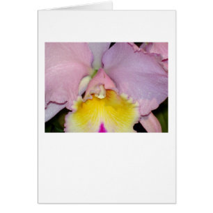 Spring Orchid