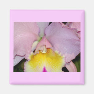 Spring Orchid Magnet