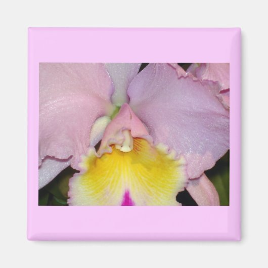 Spring Orchid Magnet (Vorne)
