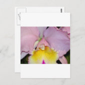 Spring Orchid Postkarte (Vorne/Hinten)