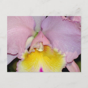 Spring Orchid Postkarte