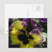 Spring Pansy Postkarte (Vorne/Hinten)