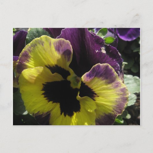Spring Pansy Postkarte (Vorderseite)