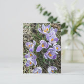 Spring Pickwick Dutch Crocus Blume Postcard Postkarte (Stehend Vorderseite)