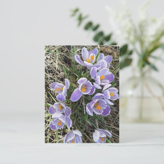 Spring Pickwick Dutch Crocus Blume Postcard Postkarte (Stehend Vorderseite)