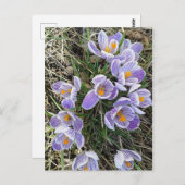 Spring Pickwick Dutch Crocus Blume Postcard Postkarte (Vorne/Hinten)
