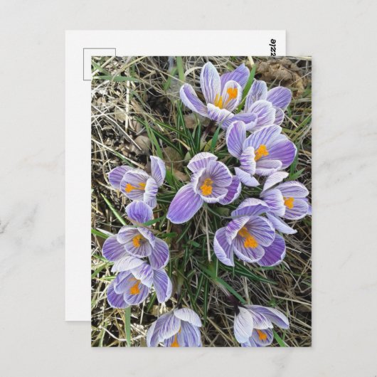 Spring Pickwick Dutch Crocus Blume Postcard Postkarte (Vorne/Hinten)