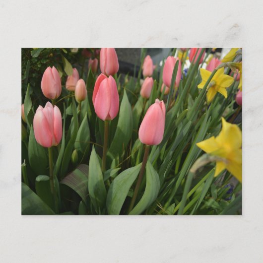 Spring pink tulip flowers happy birthday postkarte (Vorderseite)