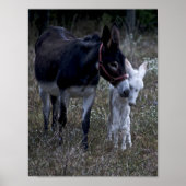 SPRING POSTER (Vorne)