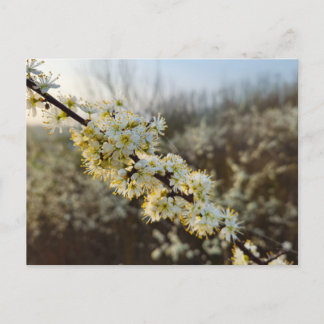 Spring  postkarte