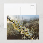 Spring  postkarte (Vorne/Hinten)