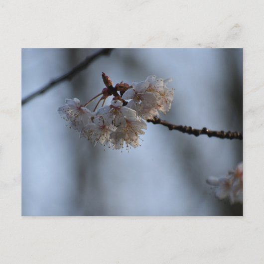 Spring  postkarte (Vorderseite)