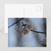 Spring  postkarte (Vorne/Hinten)