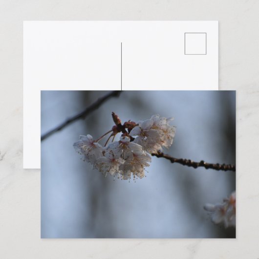 Spring  postkarte (Vorne/Hinten)