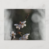 Spring  postkarte (Vorderseite)