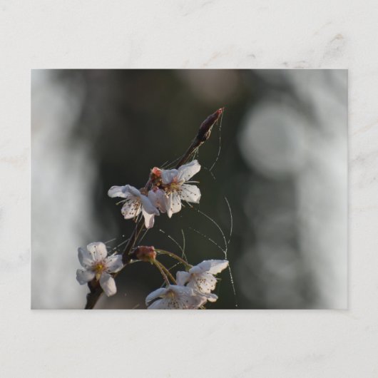 Spring  postkarte (Vorderseite)