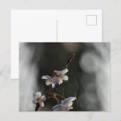 Spring  postkarte (Vorne/Hinten)