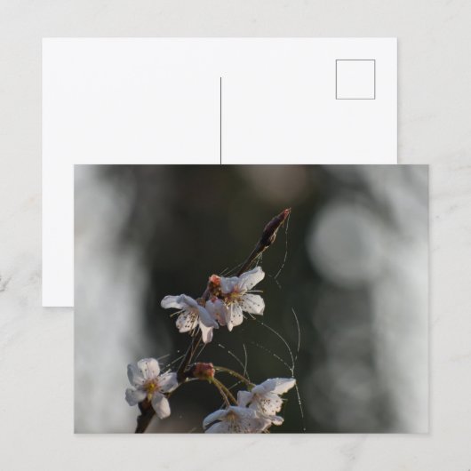 Spring  postkarte (Vorne/Hinten)