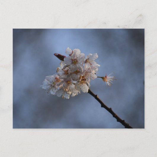 Spring  postkarte (Vorderseite)