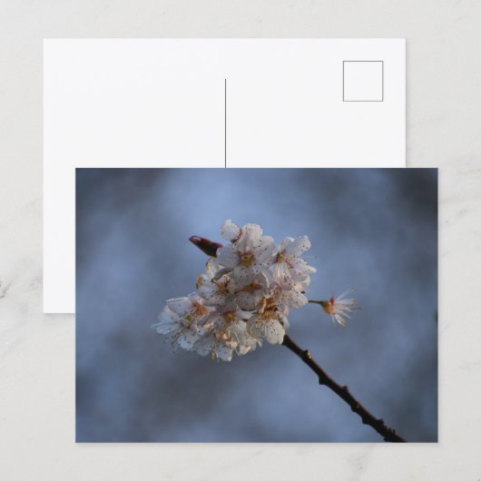 Spring  postkarte (Vorne/Hinten)