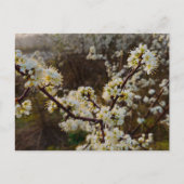Spring  postkarte (Vorderseite)