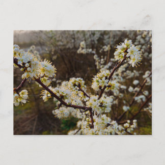 Spring  postkarte