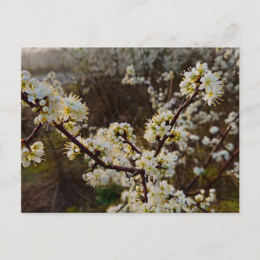 Spring  postkarte (Vorderseite)