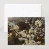 Spring  postkarte (Vorne/Hinten)