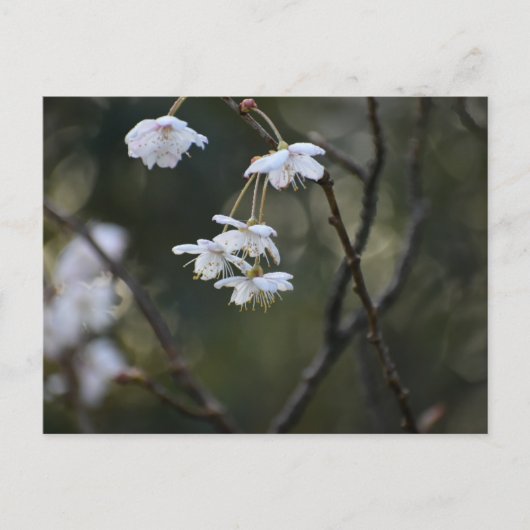 Spring  postkarte (Vorderseite)