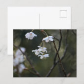 Spring  postkarte (Vorne/Hinten)