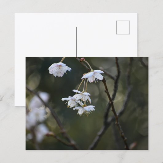 Spring  postkarte (Vorne/Hinten)