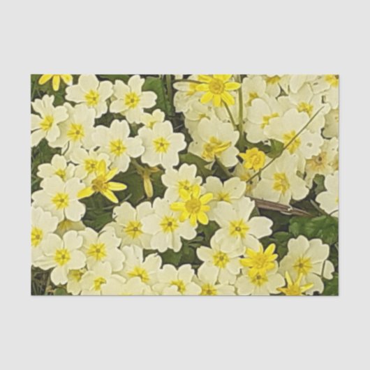 Spring Primrose Seidenpapier (Vorderseite)