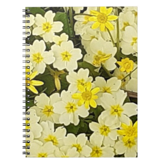Spring Primroses Foto Notebook Notizblock (Vorderseite)
