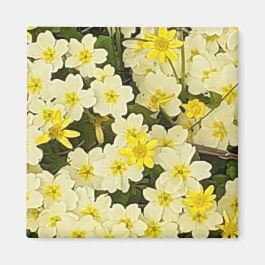 Spring Primroses Magnet (Vorne)