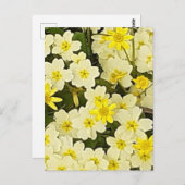 Spring Primroses Postcard Postkarte (Vorne/Hinten)