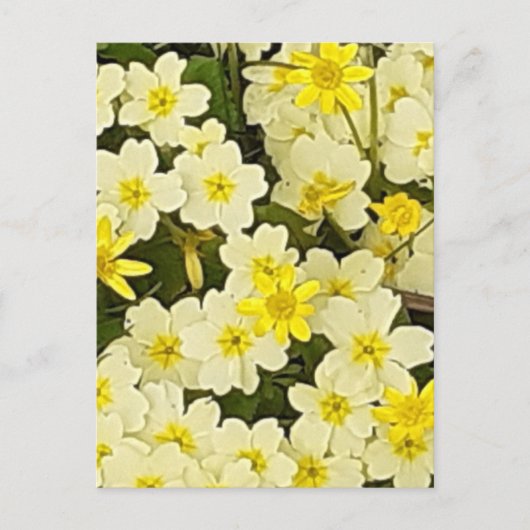 Spring Primroses Postcard Postkarte (Vorderseite)