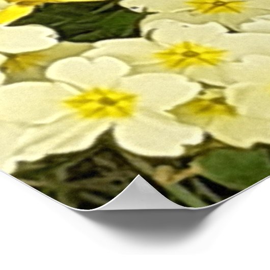 Spring Primroses Poster (Ecke)