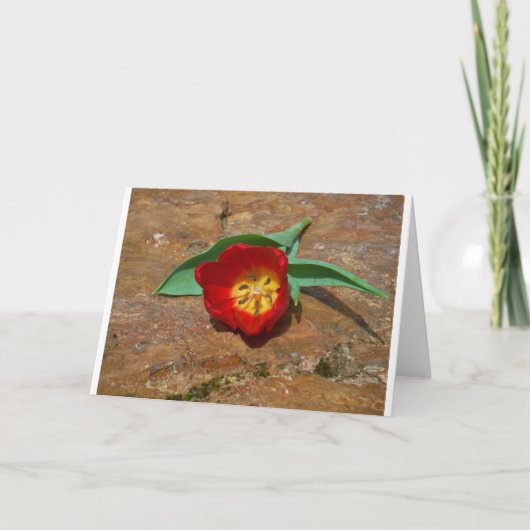 Spring Red Tulip Feiertagskarte (Vorderseite)