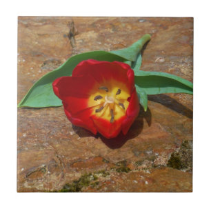 Spring Red Tulip Fliese
