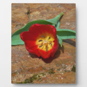 Spring Red Tulip Fotoplatte (Vorderseite)