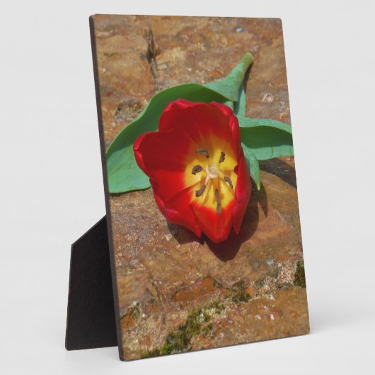 Spring Red Tulip Fotoplatte (Seite)