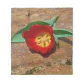Spring Red Tulip Notizblock (Vorderseite)