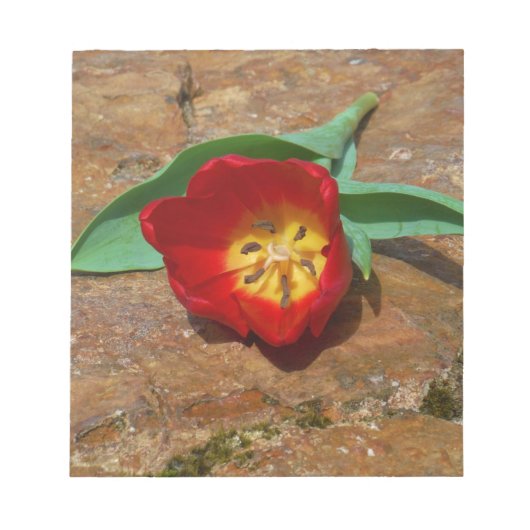 Spring Red Tulip Notizblock (Vorderseite)