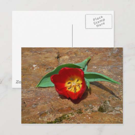 Spring Red Tulip Postkarte (Vorne/Hinten)