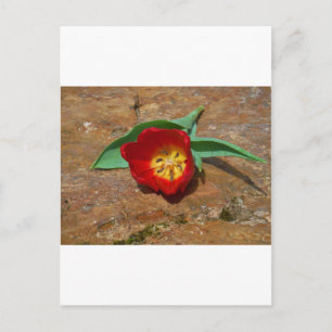 Spring Red Tulip Postkarte