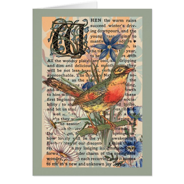 Spring Robin (Vorne)