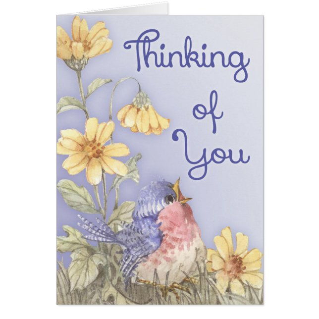 Spring Robin (Vorne)