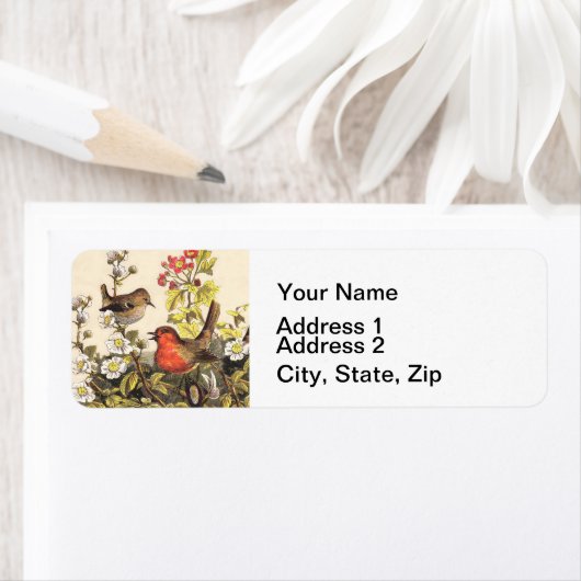 Spring Robin Birds Red Vogelbeobachtung (Insitu)