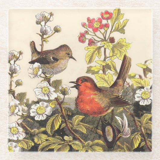 Spring Robin Birds Red Vogelbeobachtung Glasuntersetzer (Vorderseite)