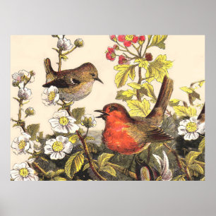 Spring Robin Birds Red Vogelbeobachtung Poster